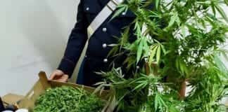 Immagine repertorio cannabis