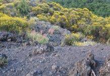 fiume di lava vesuvio