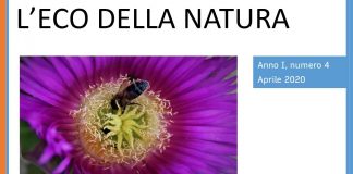 primaurora l'eco della narua