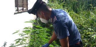 carabinieri marijuana