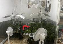 serra di cannabis con elettricità rubata