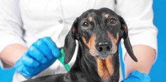 sterilizzazione cane finanziamento regione campania