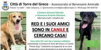 torre del greco adotta un cane